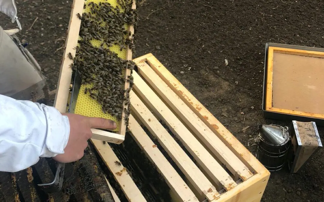 Die Bienen sind los – die Mülheimer Seniorendienste erhalten Zuwachs von rund 40.000 fleißigen Bienchen